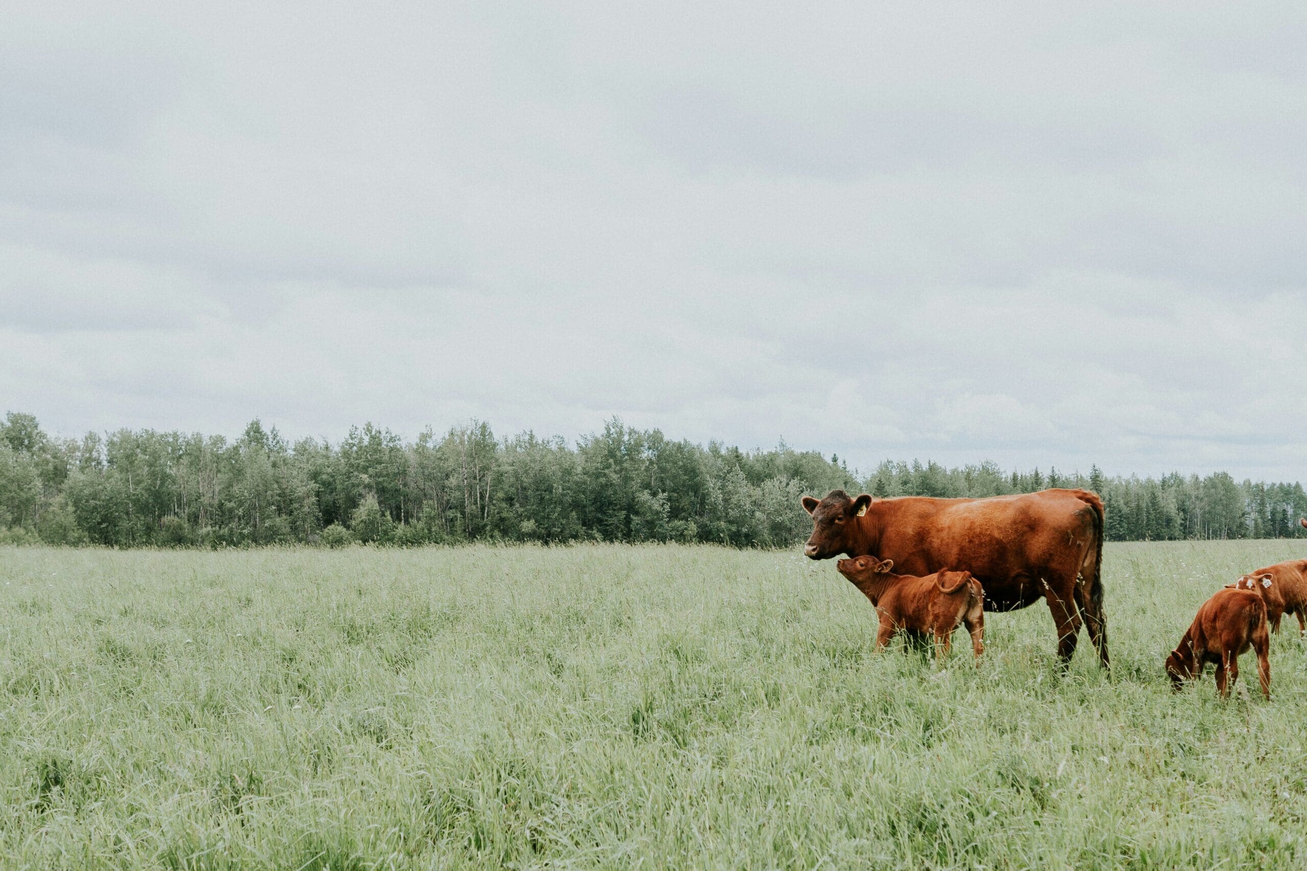 Ranch vs. Farm