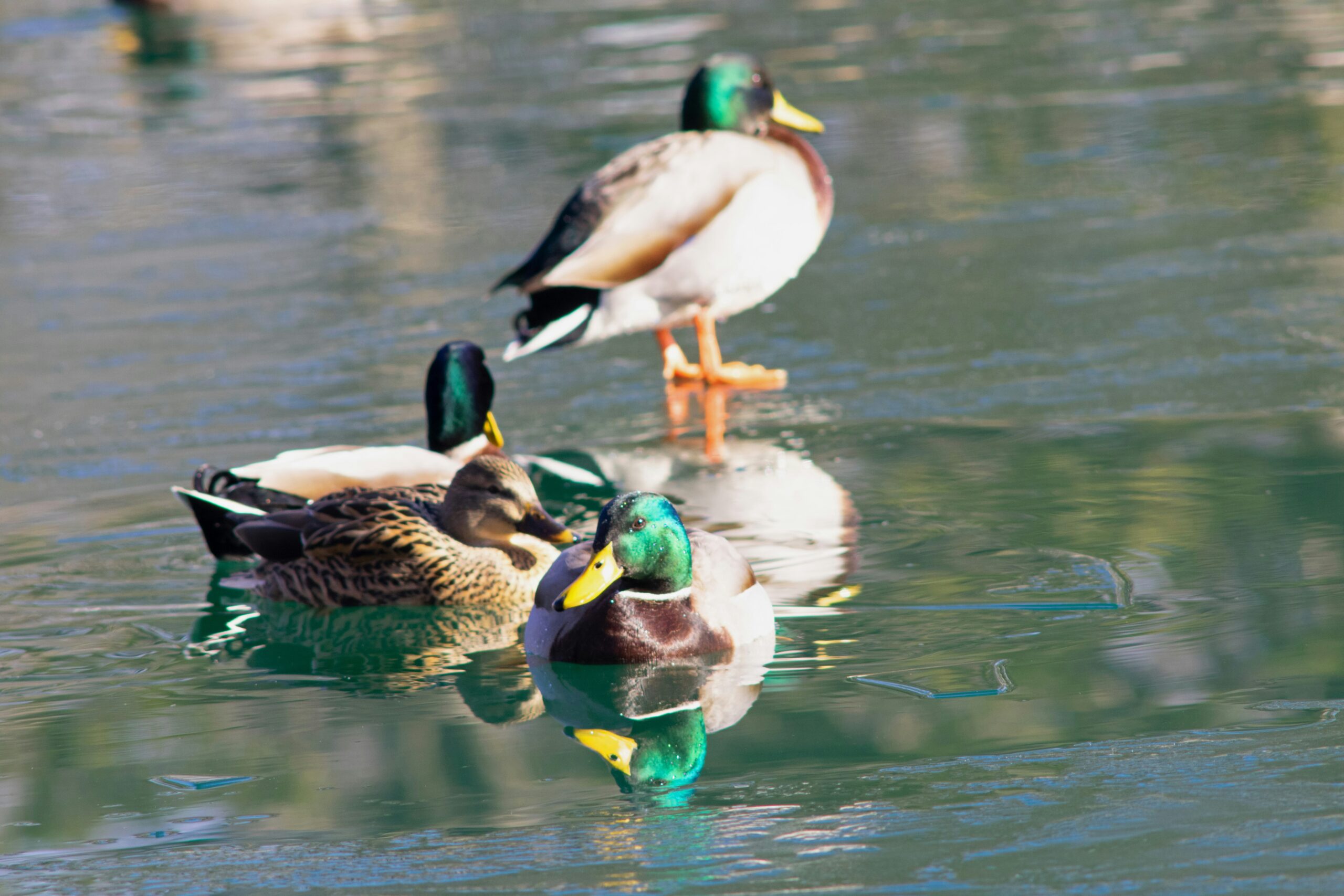 oregon duck hunting