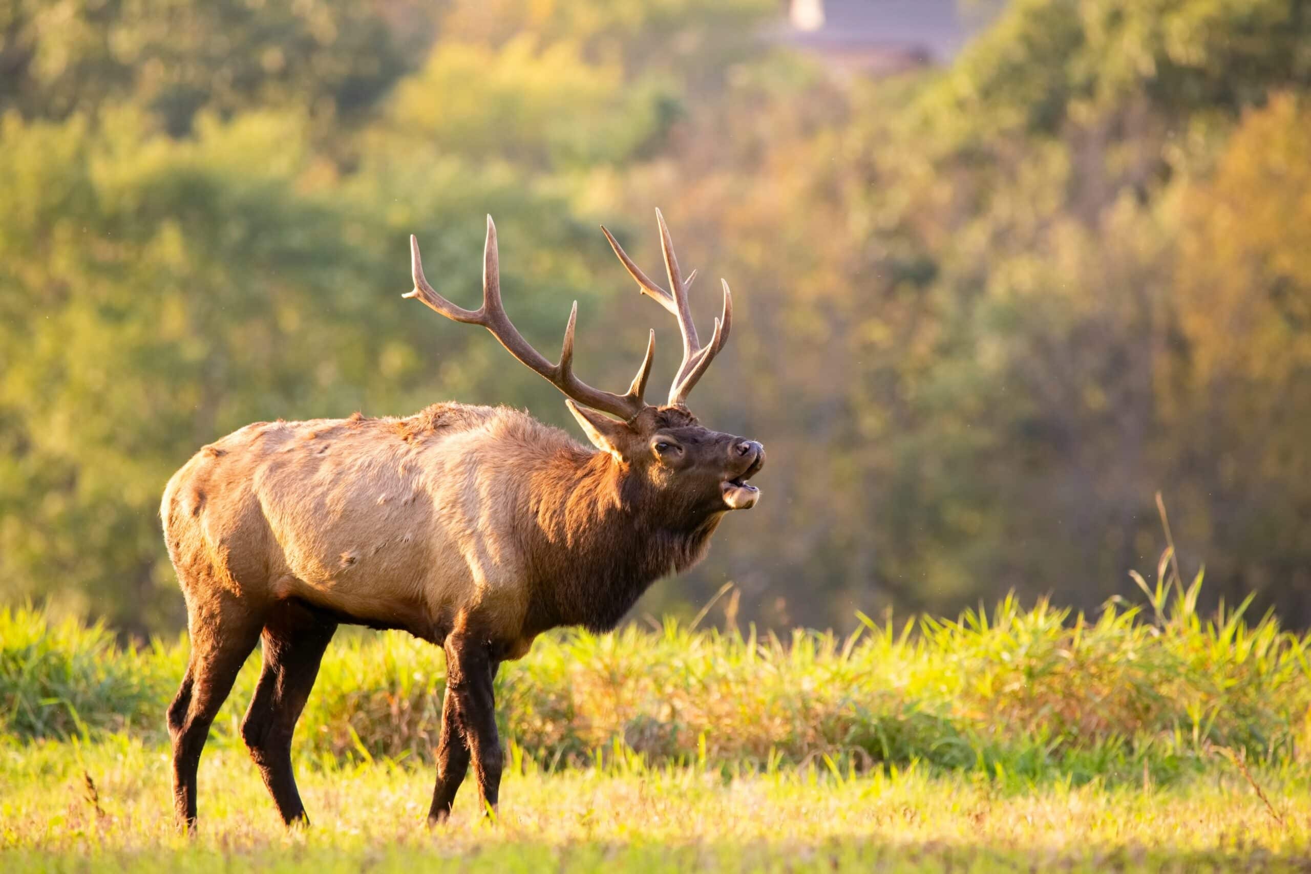 oregon elk hunting