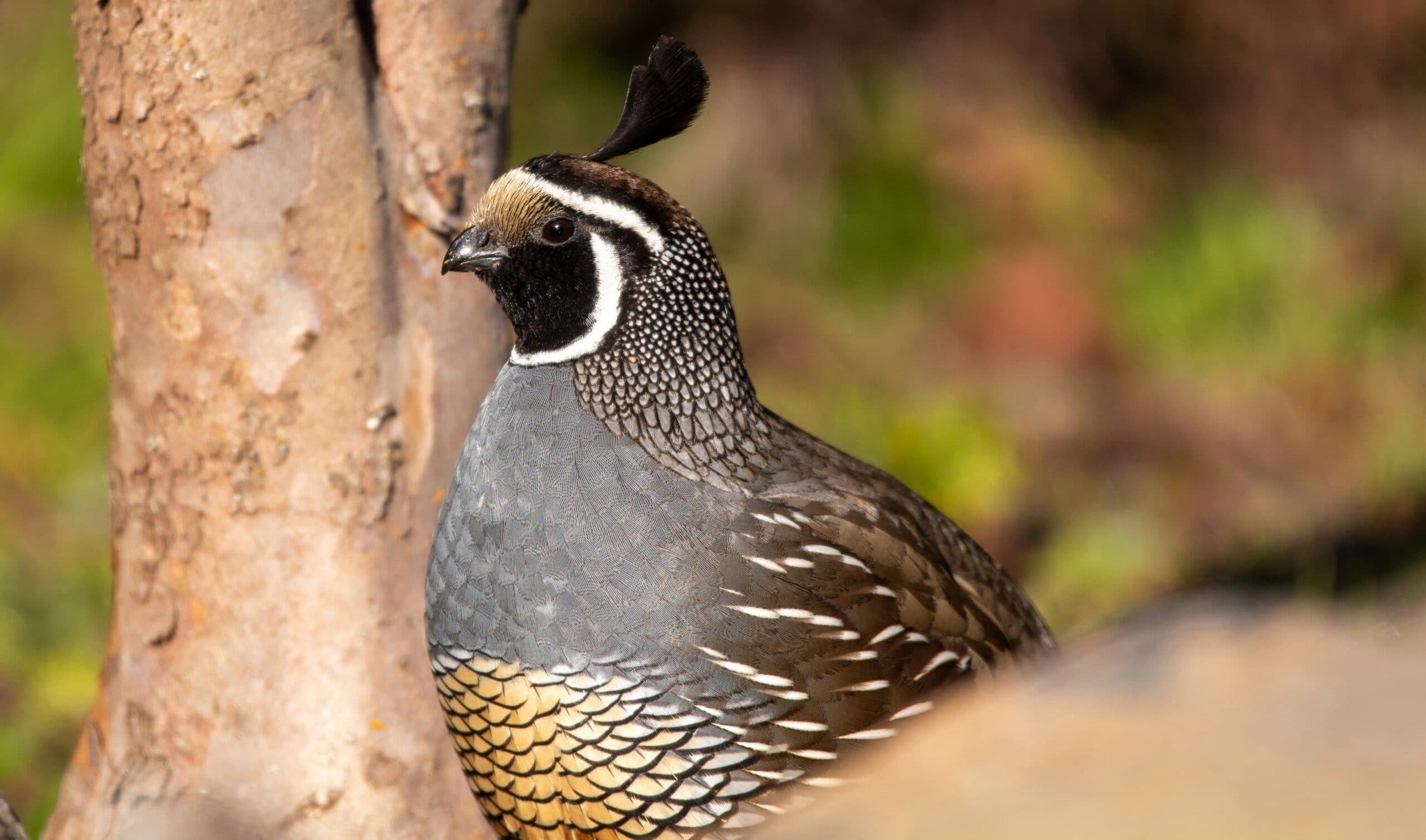 Bird Hunting Oregon