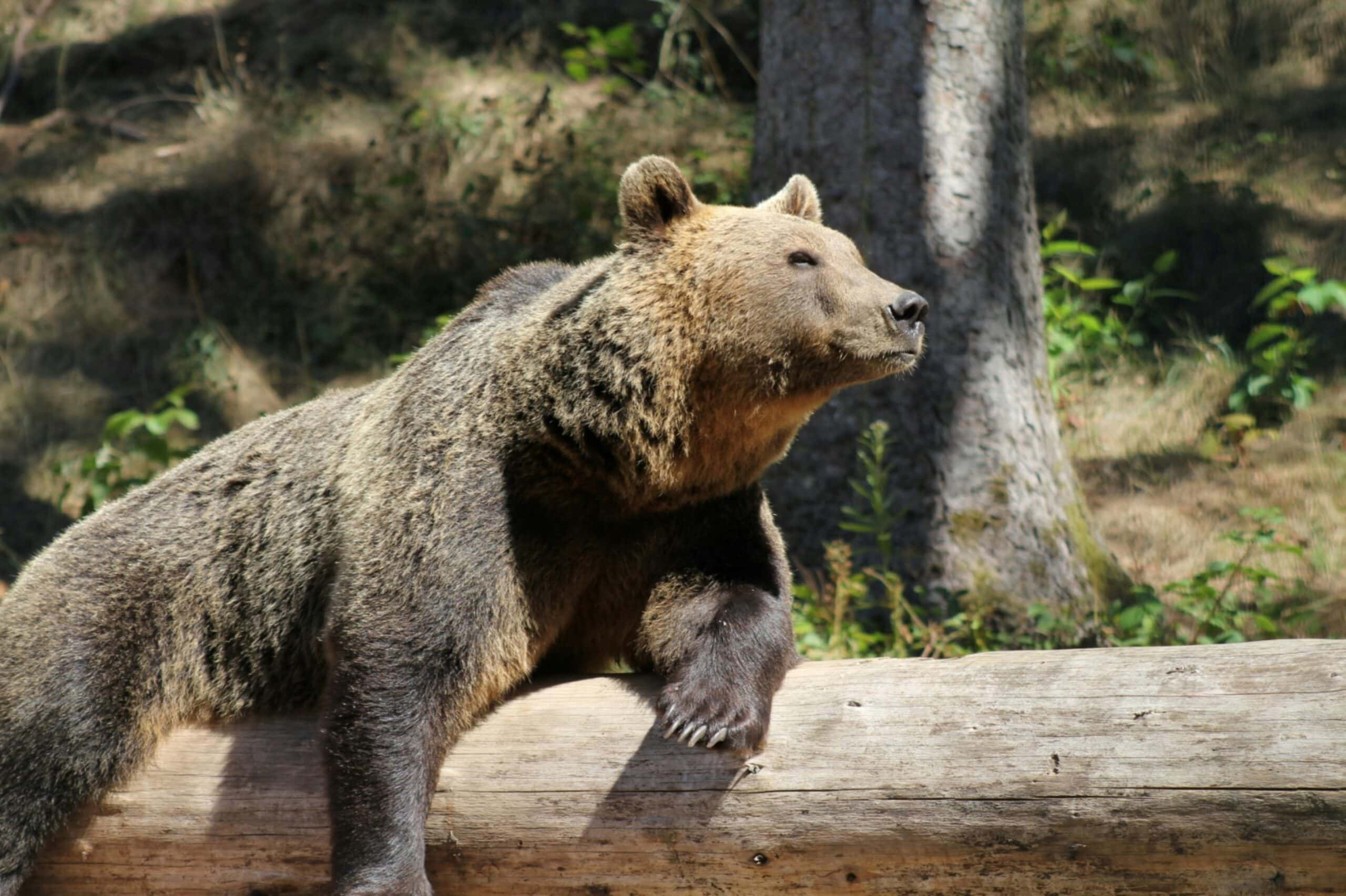 Grizzly Bears in Oregon