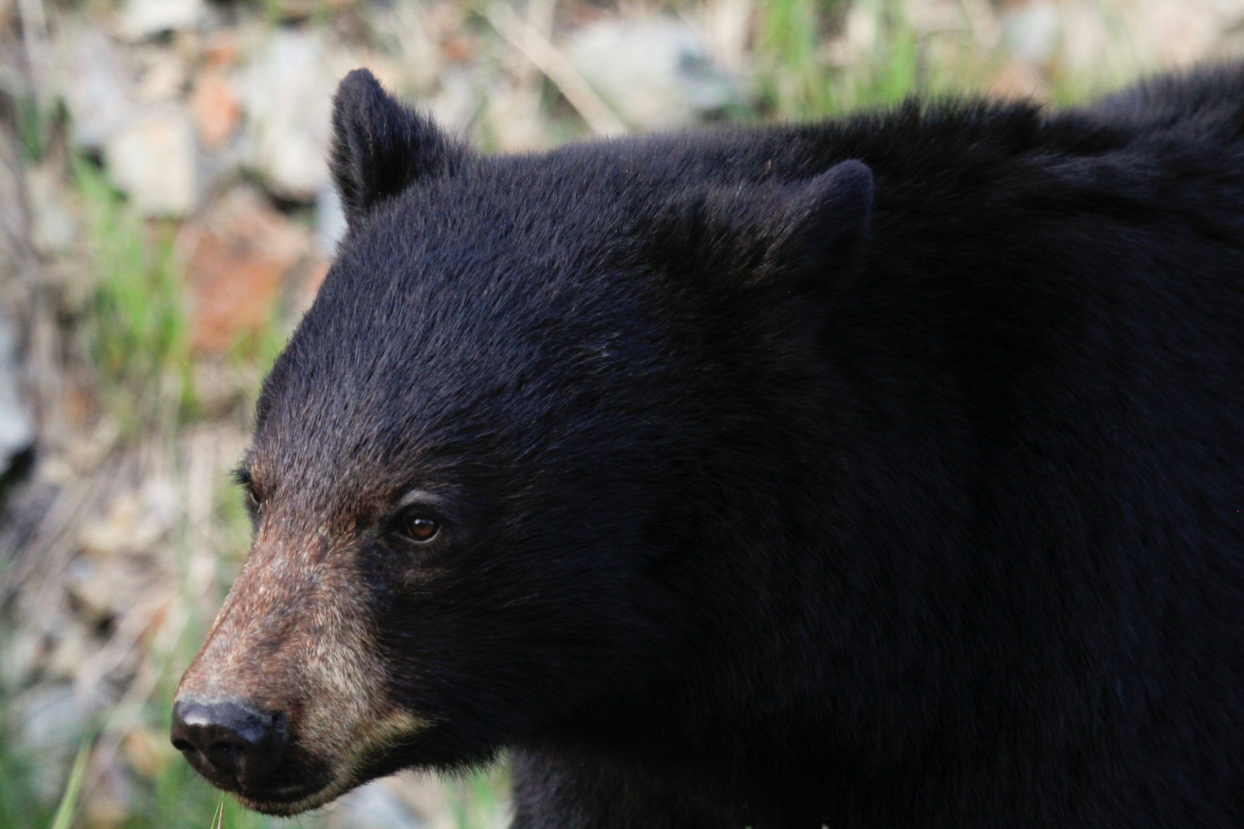 black bear