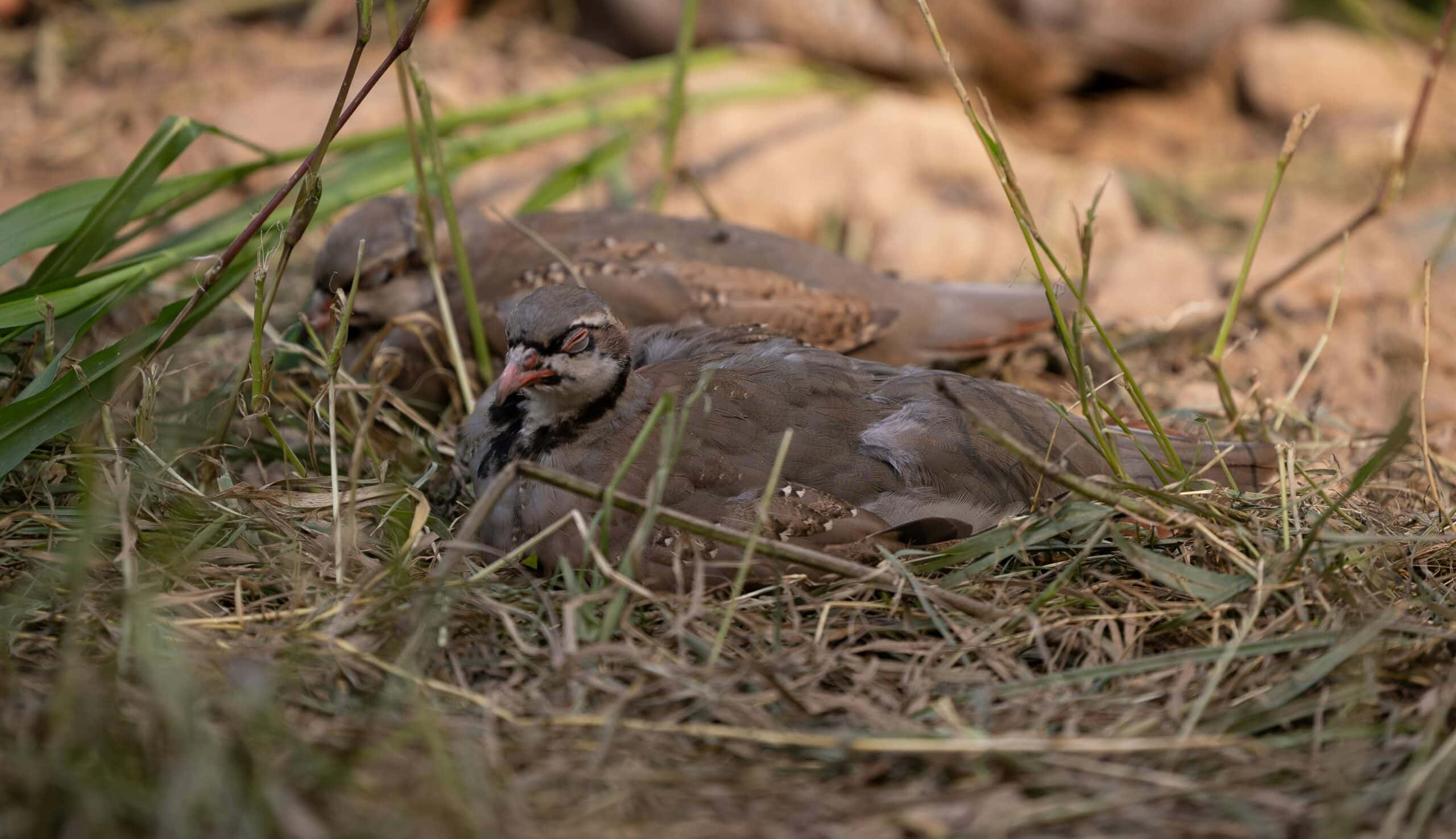 chukar