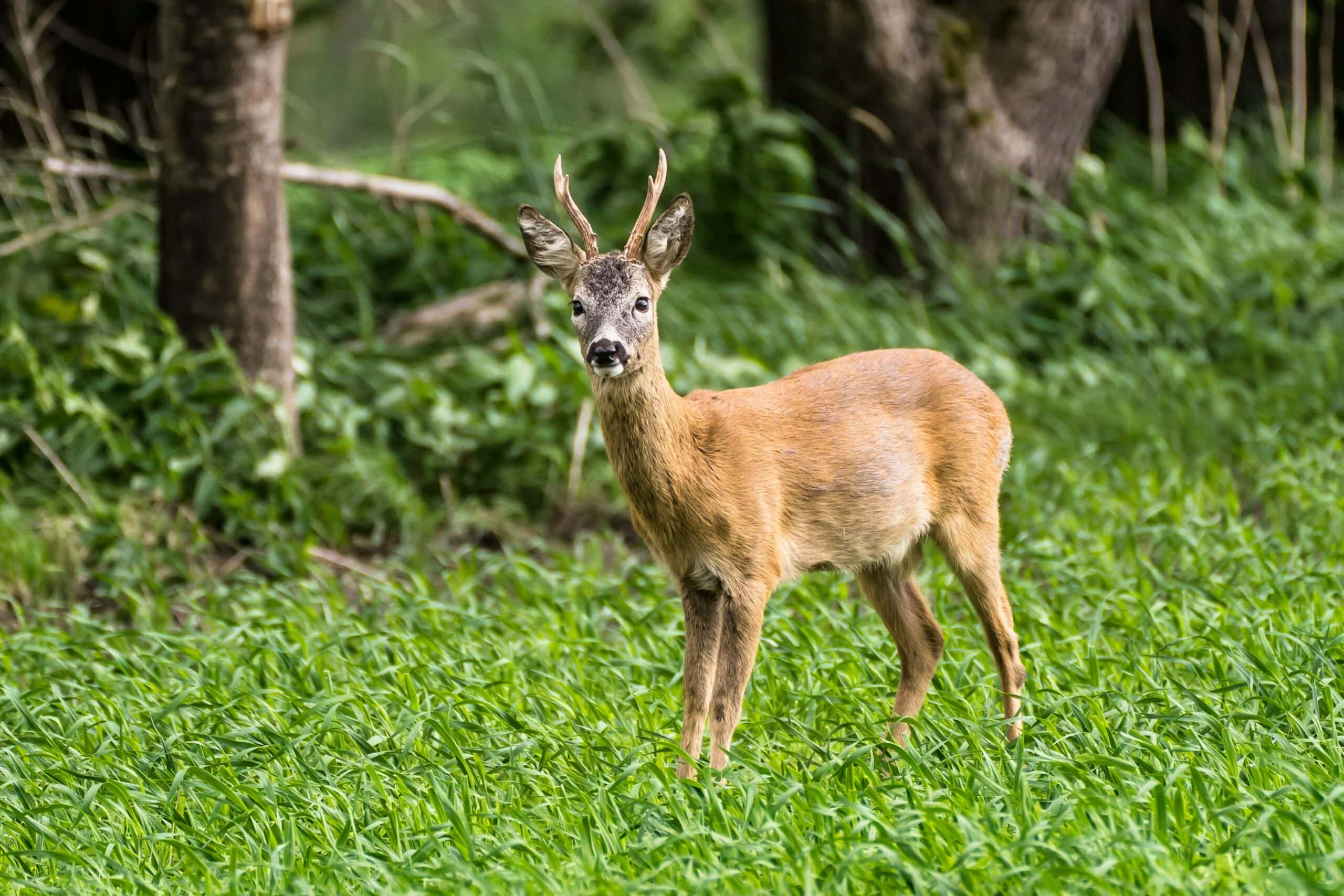Oregon deer hunting