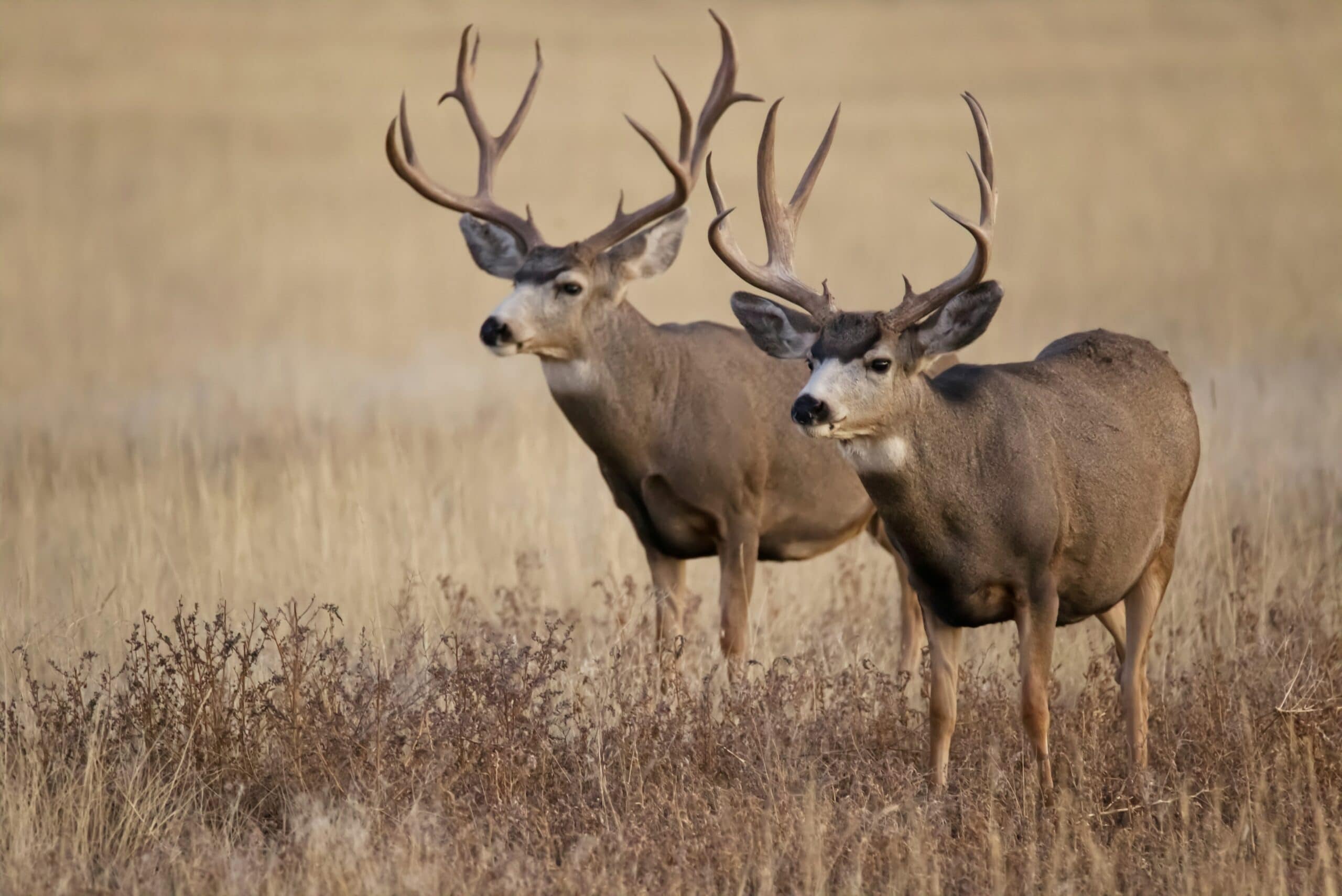 oregon deer hunting