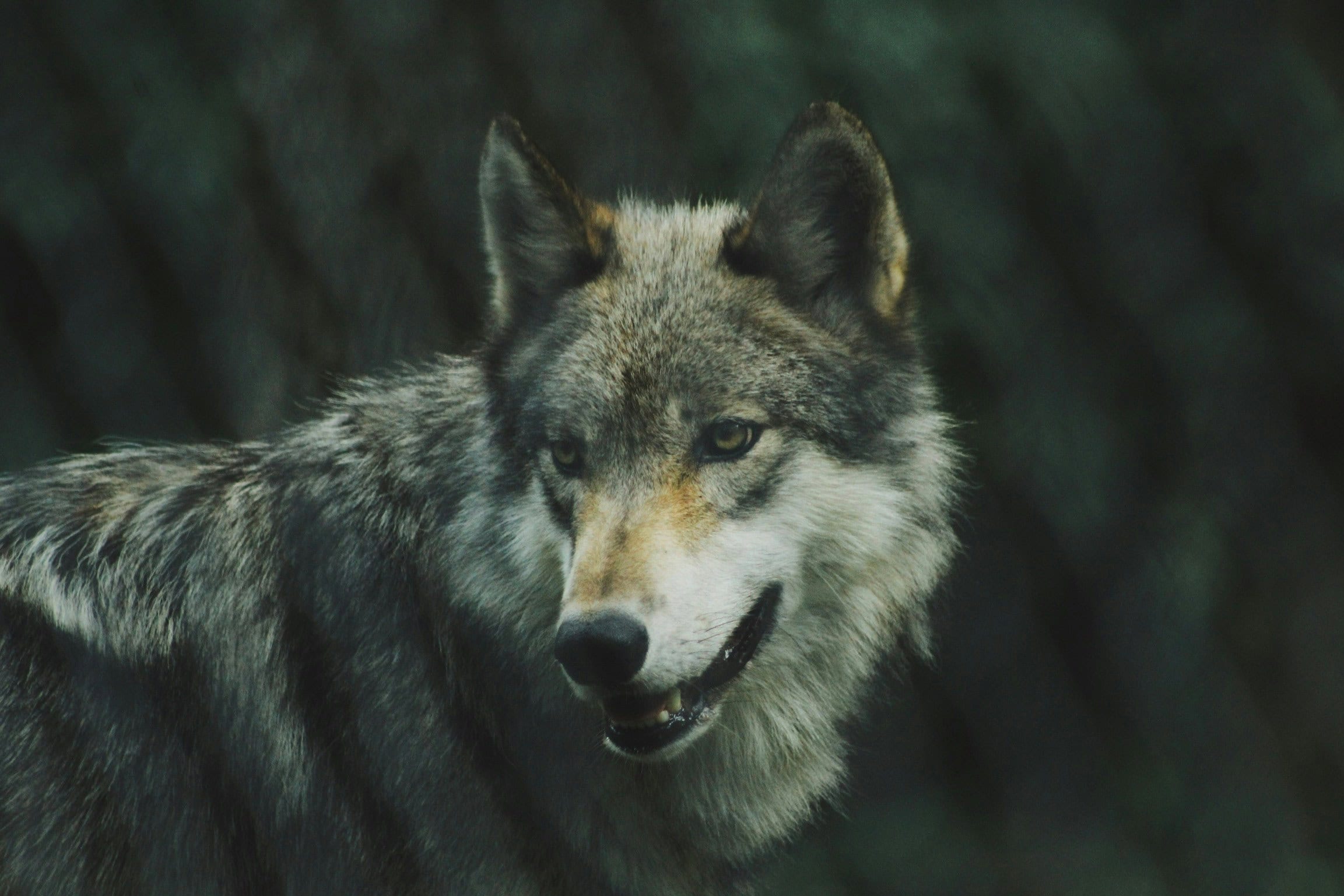 Gray Wolf