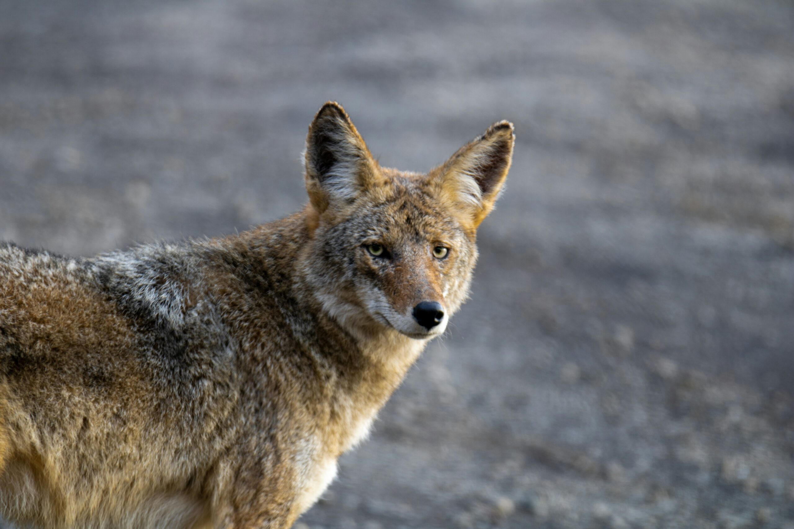 coyote