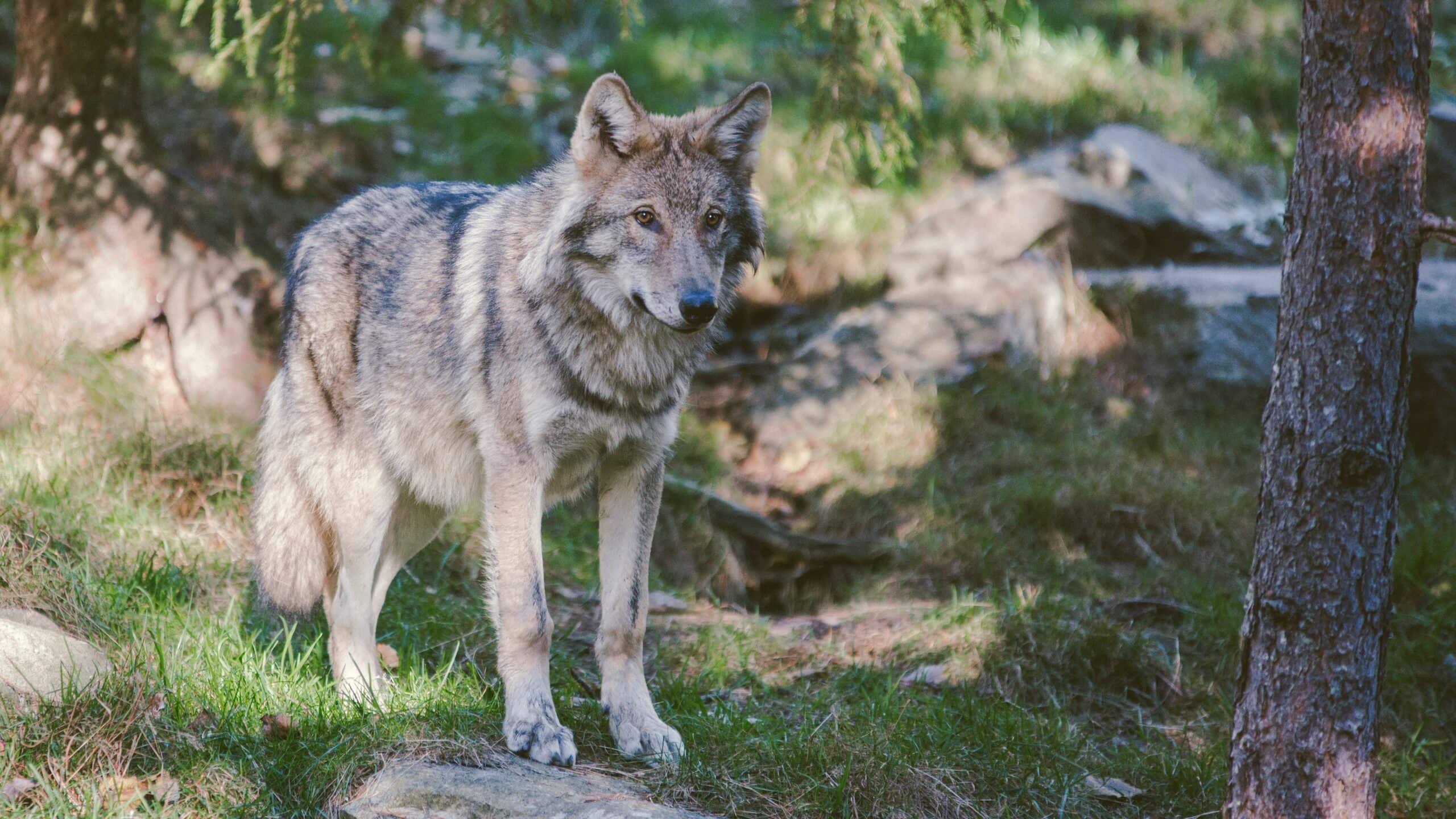 gray wolf